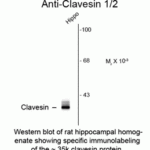 Western blot of rat hippocampal homogenate showing specific immnolabeling of the ~35k clavesin protein.