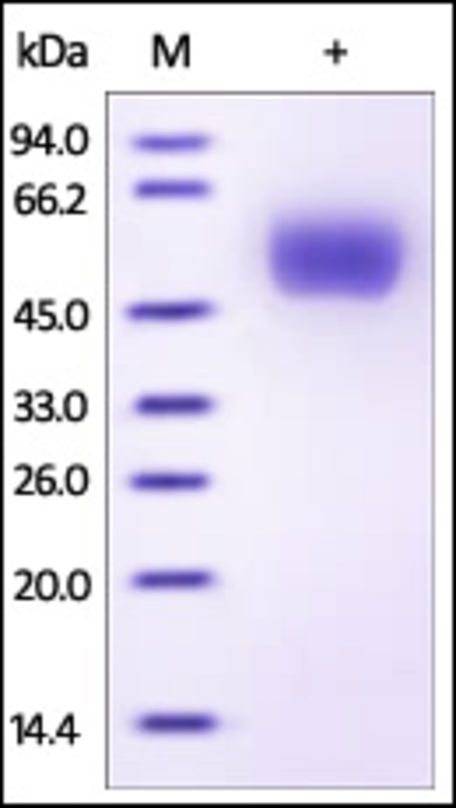 Clusterin Recombinant Protein