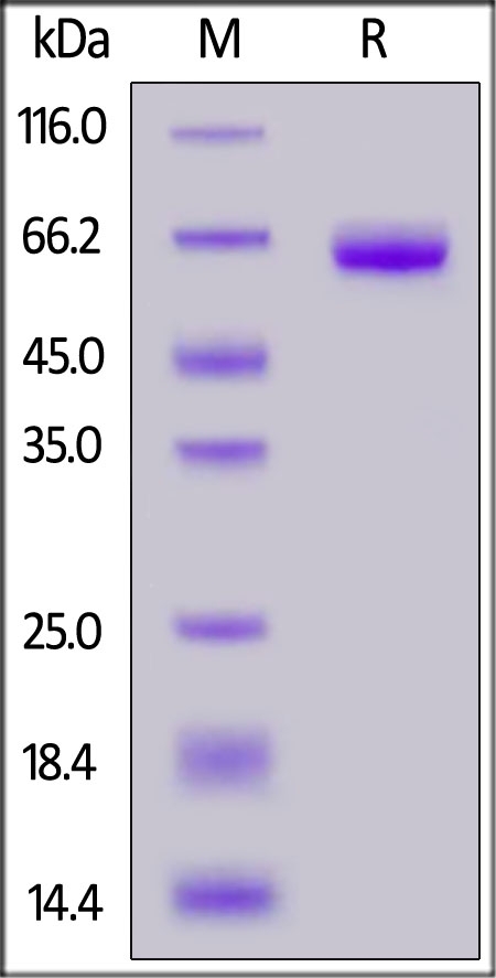 Coagulation Factor III / Tissue Factor Recombinant Protein