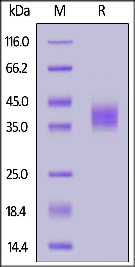 Coagulation Factor III / Tissue Factor Recombinant Protein