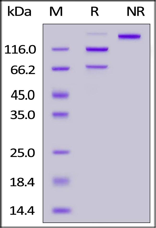 Complement C5 (R885H) Recombinant Protein
