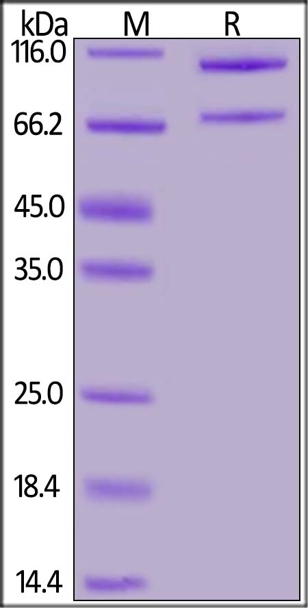 Complement C5 Recombinant Protein