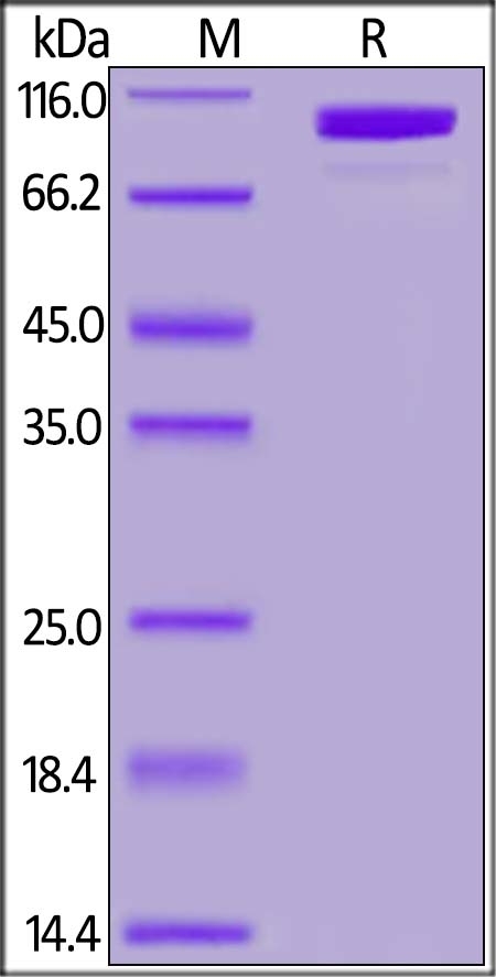Complement Component C2 Recombinant Protein