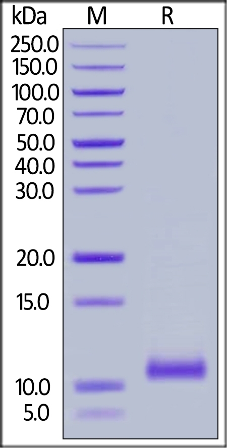 Complement Component C5a Recombinant Protein