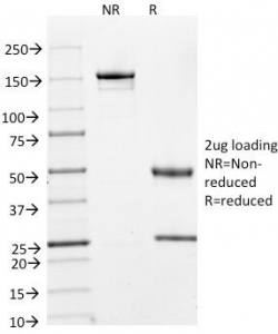 Cyclin A2 Antibody [E67]