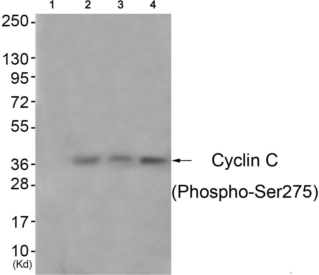 Cyclin C (phospho Ser275) Antibody