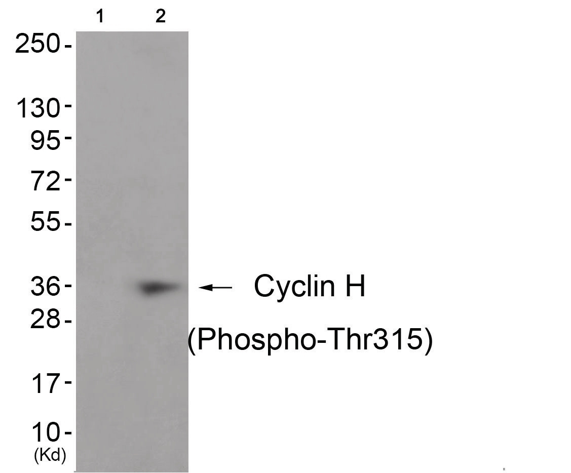 Cyclin H (phospho Thr315) Antibody