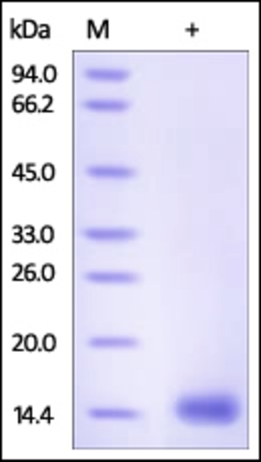 Cystatin D Recombinant Protein