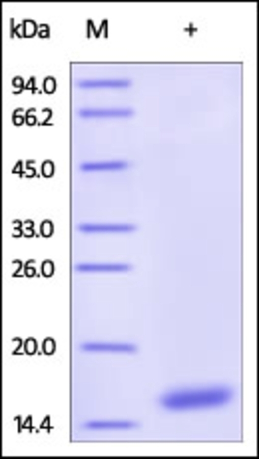 Cystatin S Recombinant Protein