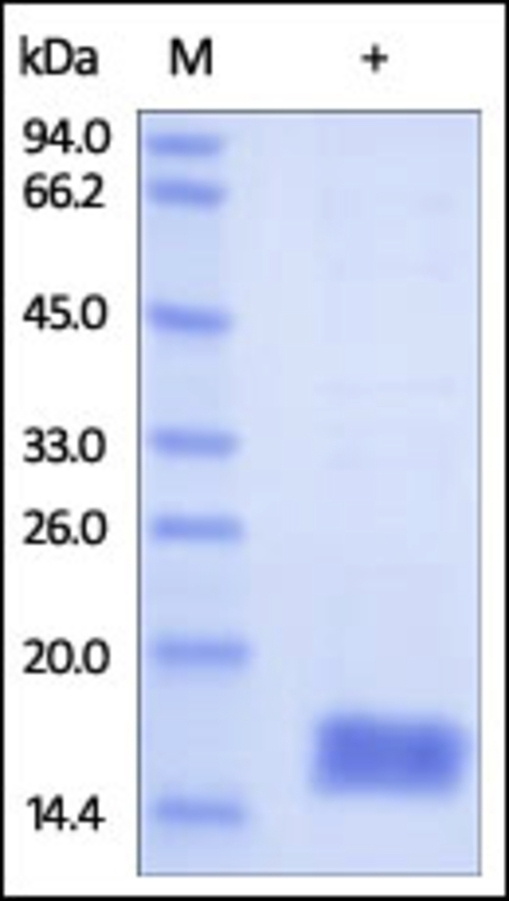 Cystatin SA Recombinant Protein