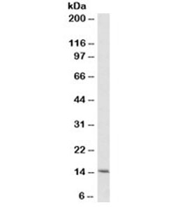 Cytochrome C Antibody [6H2.B4]