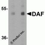 Western blot analysis of DAF1 expression in HeLa cell lysate with DAF1 antibody at (A) 1 and (B) 2 μg/ml.