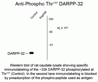 DARPP-32 (phospho Ser137) Antibody