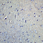 Immunohistochemistry of DCLK1 in mouse brain tissue with DCLK1 Antibody at 5 μg/mL.