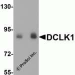 Western blot analysis of DCLK1 expression in rat brain tissue lysate with DCLK1 antibody at (A) 1 and (B) 2 μg/ml.