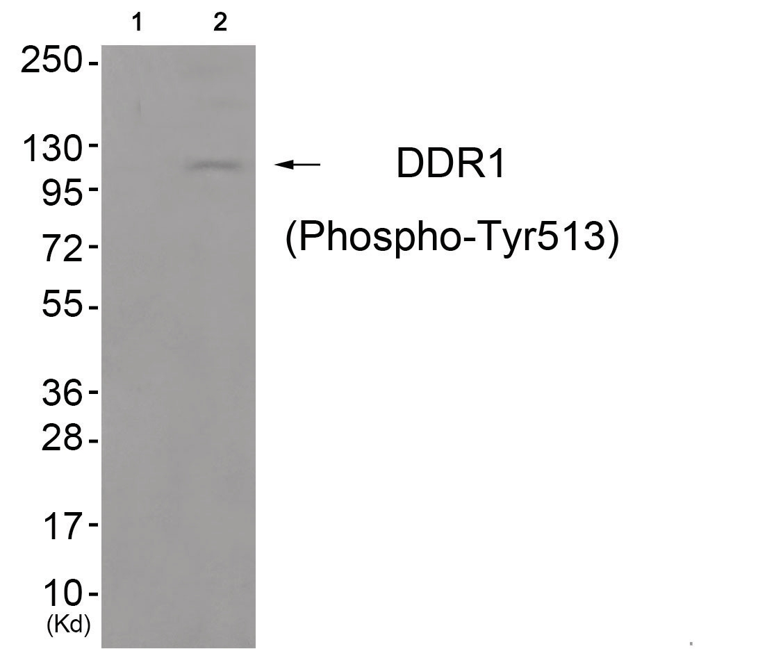 DDR1 (phospho Tyr513) Antibody