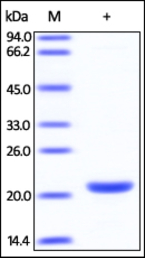 DIABLO Recombinant Protein