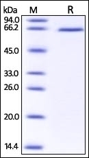 DLL1 Recombinant Protein