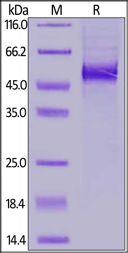 DLL3 Recombinant Protein