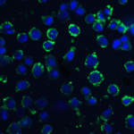 Immunofluorescence of DNAL1 in 3T3 cells with DNAL1 antibody at 20 μg/mL.<br><br>Green: DNAL1 Antibody (4733) <br> Blue: DAPI staining