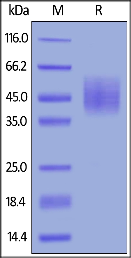 DNAM-1 / CD226 Recombinant Protein