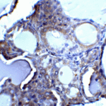 Immunohistochemistry of DNase II in human spleen tissue with DNase II antibody at 5 μg/ml.