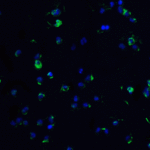 Immunofluorescence of DR3 in Jurkat cells with DR3 antibody at 20 μg/mL.<br><br>Green: DR3 Antibody (1158) <br> Blue: DAPI staining