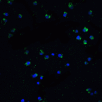 Immunofluorescence of DR3 in Jurkat cells with DR3 antibody at 20 μg/mL.<br><br>Green: DR3 Antibody (1120) <br> Blue: DAPI staining