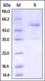 DR3 / TNFRSF25 Recombinant Protein