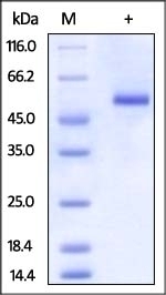DR3 / TNFRSF25 Recombinant Protein