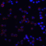 <strong>Figure 4 Immunofluorescence Validation of DR4 in HeLa Cells</strong><br>Immunofluorescent analysis of 4% paraformaldehyde-fixed HeLa cells labeling DR4 with 1167 at 5 μg/mL, followed by goat anti-rabbit IgG secondary antibody at 1/500 dilution (red) and DAPI staining (blue). Image showing membrane staining on HeLa cells.