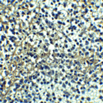<strong>Figure 6 Immunohistochemistry Validation of DR4</strong><br> Immunohistochemical analysis of paraffin-embedded human spleen tissue using anti-DR4 antibody (1139) at 10 μg/ml. Tissue was fixed with formaldehyde and blocked with 10% serum for 1 h at RT; antigen retrieval was by heat mediation with a citrate buffer (pH6). Samples were incubated with primary antibody overnight at 4μC. A goat anti-rabbit IgG H&L (HRP) at 1/250 was used as secondary. Counter stained with Hematoxylin.