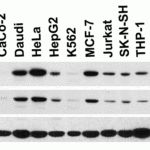 <strong>Figure 2 Independent Antibody Validation (IAV) via Protein Expression Profile in Cell Lines</strong><br>Loading: 15 μg of lysates per lane.Antibodies: DR4 1139 (1 μg/mL), DR4 1167 (4 μg/mL), beta-actin (1 μg/mL), and GAPDH (0.02 μg/mL), 1h incubation at RT in 5% NFDM/TBST.Secondary: Goat anti-rabbit IgG HRP conjugate at 1:10000 dilution.