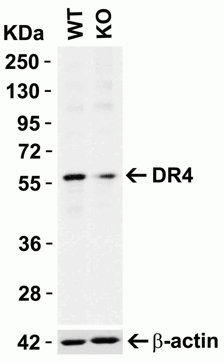 DR4 Antibody