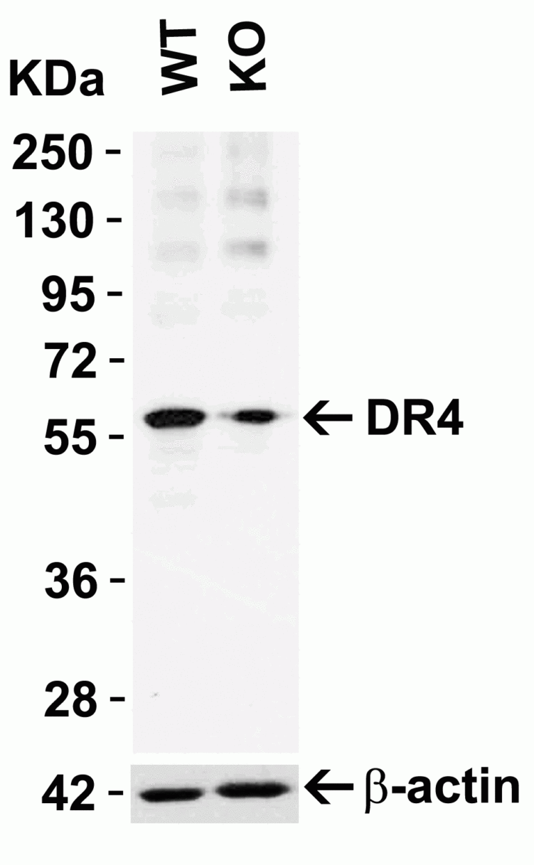 DR4 Antibody
