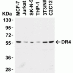 <strong>Figure 3 Western Blot Validation in Cell Lines</strong><br>Loading: 15 μg of cell lysates per lane.Antibodies: DR4 1167 (4μg/mL), 1h incubation at RT in 5% NFDM/TBST.Secondary: Goat anti-rabbit IgG HRP conjugate at 1:10000 dilution.