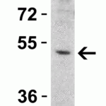 <strong>Figure 5 Western Blot Validation in Mouse Heart </strong><br>Loading: 15 μg of lysatesper lane.Antibodies: DR5 2019, (1 μg/mL), 1h incubation at RT in 5% NFDM/TBST.Secondary: Goat anti-rabbit IgG HRP conjugate at 1:10000 dilution.