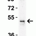 <strong>Figure 6 Western Blot Validation in Rat Skeletal Muscle </strong><br>Loading: 15 μg of lysate per lane.Antibodies: DR5 2019, (1 μg/mL), 1h incubation at RT in 5% NFDM/TBST.Secondary: Goat anti-rabbit IgG HRP conjugate at 1:10000 dilution.