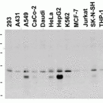 <strong>Figure 1 Western Blot Validation in Human Cell Lines</strong><br>Loading: 15 μg of lysates per lane.Antibodies: DR5 2019, (0.5 μg/mL), 1h incubation at RT in 5% NFDM/TBST.Secondary: Goat anti-rabbit IgG HRP conjugate at 1:10000 dilution.