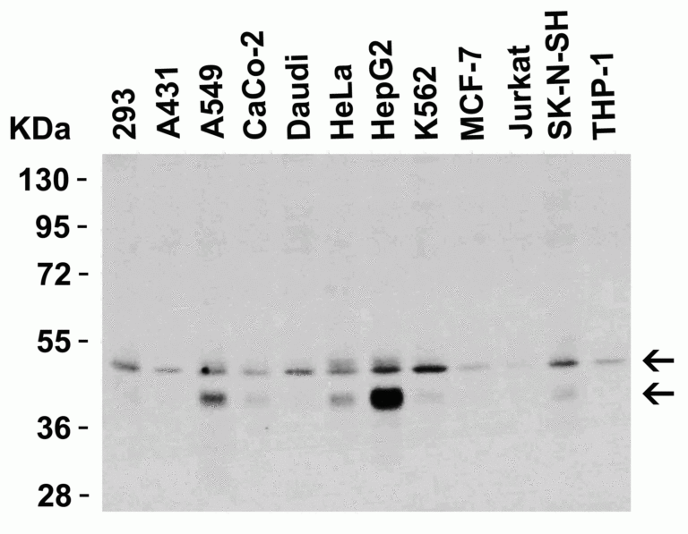 DR5 Antibody