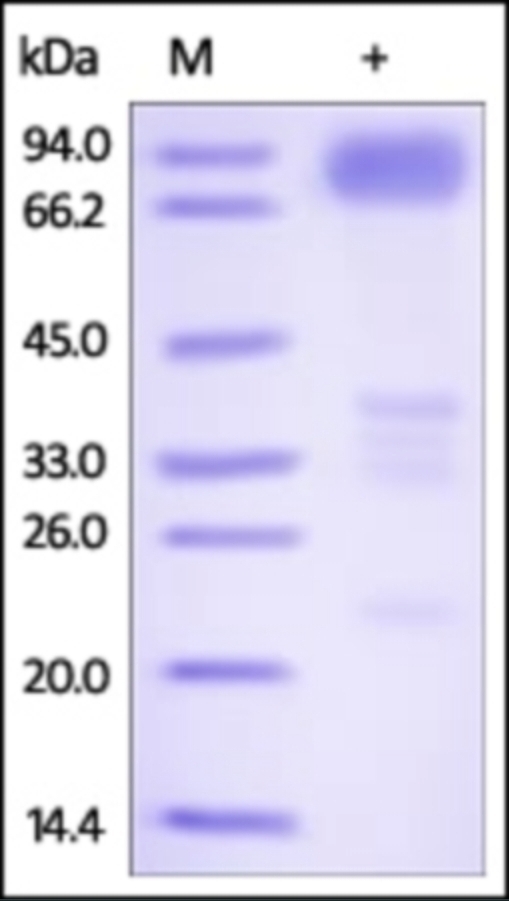 DR6 Recombinant Protein