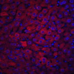 <strong>Figure 5 Immunofluorescence Validation of DRAM in Mouse Liver Tissue</strong><br>Immunofluorescent analysis of 4% paraformaldehyde-fixed mouse liver tissue labeling DRAM with 4035 at 20 μg/mL, followed by goat anti-rabbit IgG secondary antibody at 1/500 dilution (red) and DAPI staining (blue).