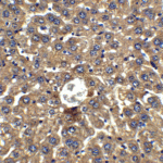 <strong>Figure 6 Immunohistochemistry Validation of DRAM in Mouse Liver Tissue </strong><br> Immunohistochemical analysis of paraffin-embedded mouse liver tissue using anti-DRAM antibody (4035) at 2 μg/ml. Tissue was fixed with formaldehyde and blocked with 10% serum for 1 h at RT; antigen retrieval was by heat mediation with a citrate buffer (pH6). Samples were incubated with primary antibody overnight at 4°C. A goat anti-rabbit IgG H&L (HRP) at 1/250 was used as secondary. Counter stained with Hematoxylin.