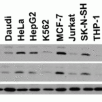 <strong>Figure 2 Independent Antibody Validation (IAV) via Protein Expression Profile in Cell Lines</strong><br>Loading: 15 μg of lysates per lane.Antibodies: DRAM 4033 (0.5 μg/mL), DRAM 4035 (2 μg/mL), beta-actin (1 μg/mL) and GAPDH (0.02 μg/mL),  1h incubation at RT  in 5% NFDM/TBST.Secondary: Goat anti-rabbit IgG HRP conjugate at 1:10000 dilution.