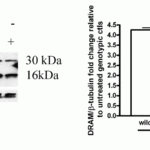 <strong>Figure 5 Induced Expression of DRAM by CQ in Mouse Neural Precursor Cells (NPCs)  (Walls et al., 2010) </strong><br>WT and p53-deficient NPC cells were treated with or without 25μM CQ for 24hr. CQ treatment caused the increased expression level in both DRAM dimer (32kD) and monomer (16kD) compared to the untreated controls.  WB results show DRAM induction was p53-dependent.