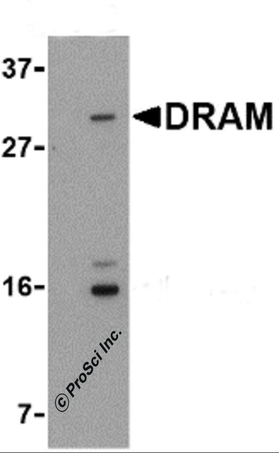 DRAM Antibody
