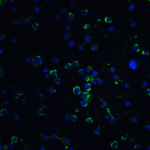 Immunofluorescence of Daxx in Hela cells with Daxx antibody at 20 μg/mL.<br><br>Green: Daxx Antibody (1163) <br> Blue: DAPI staining