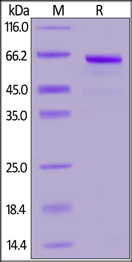 DcR3 / TNFRSF6B Recombinant Protein