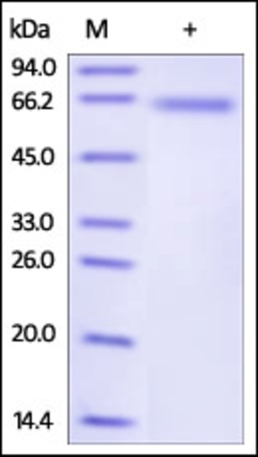 Delta 4 Recombinant Protein