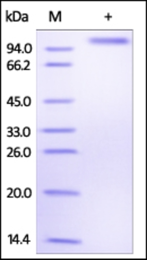 Delta4 Recombinant Protein